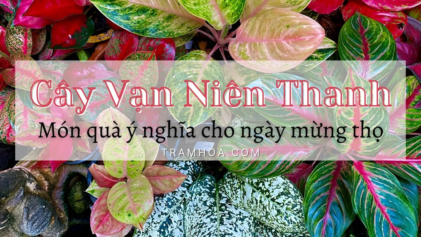 Cây Vạn Niên Thanh - Món quà ý nghĩa cho ngày mừng thọ