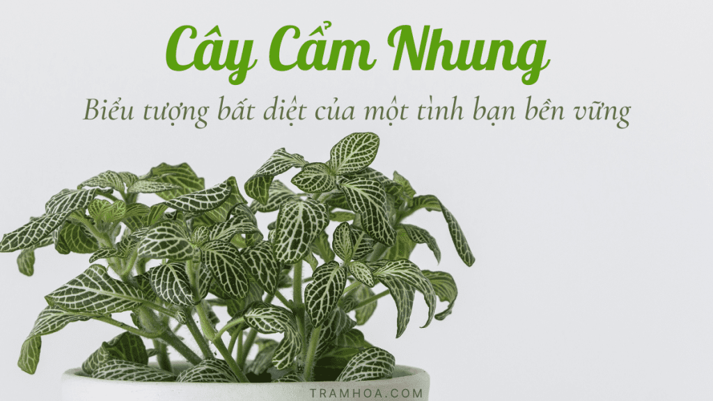 Cây cẩm nhung - biểu tượng bất diệt của một tình bạn bền vững