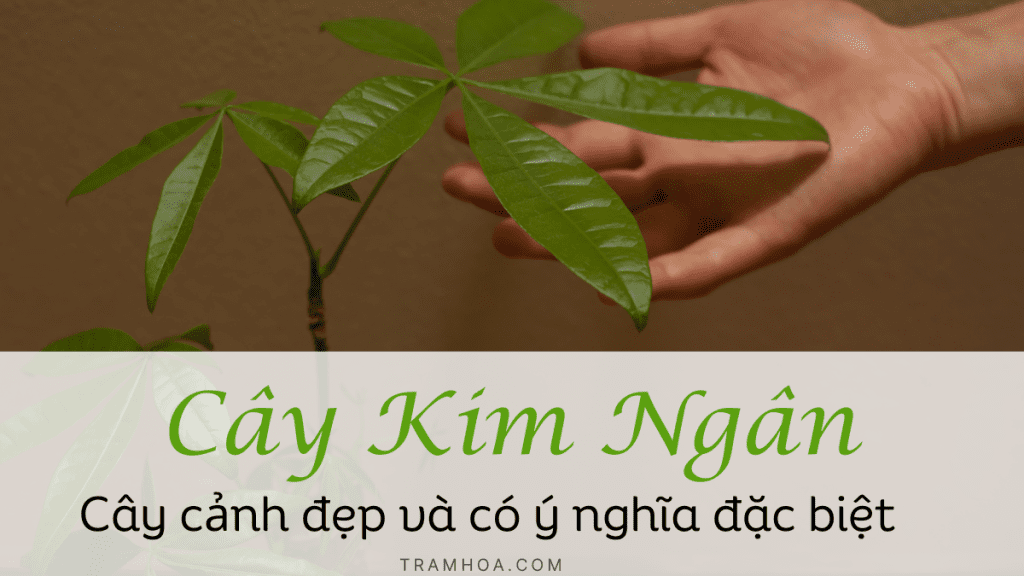 Cây kim ngân - cây cảnh đẹp và có ý nghĩa đặc biệt