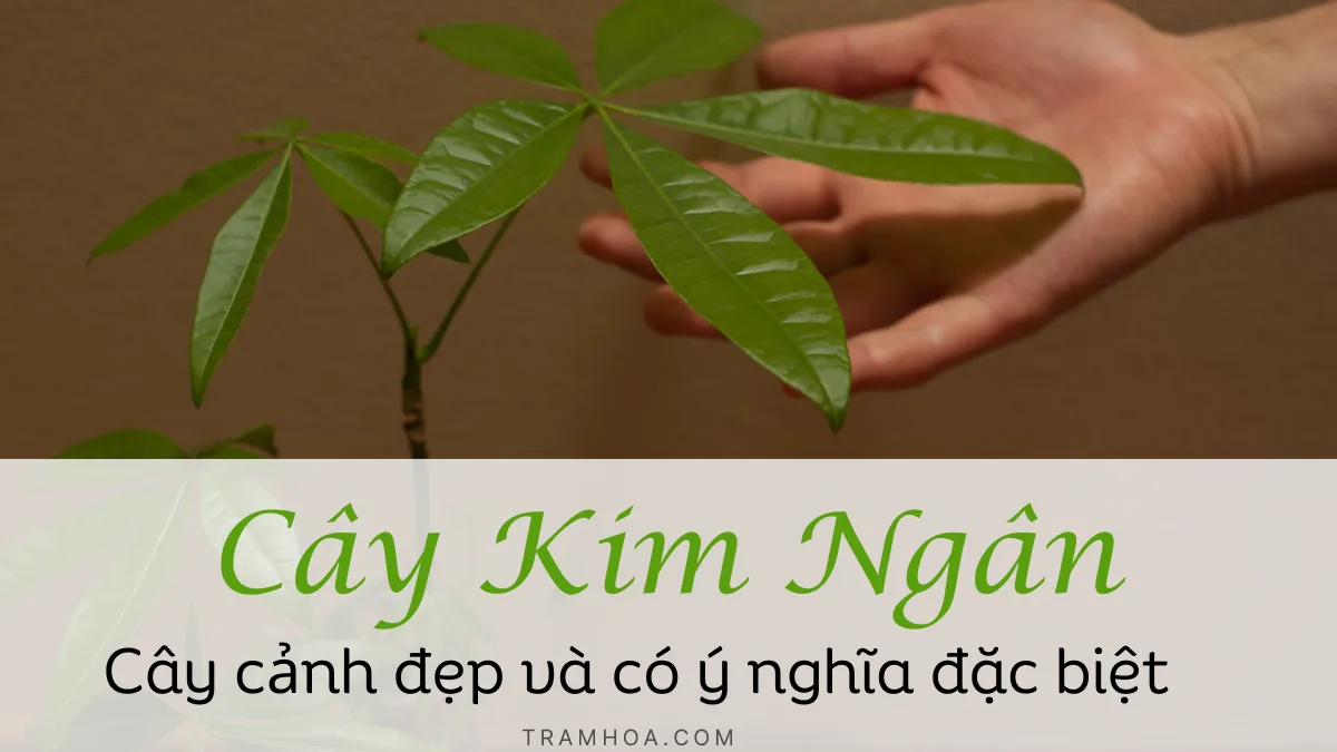 Cay kim ngan cay canh dep va co y nghia dac biet png Cây kim ngân - cây cảnh đẹp và có ý nghĩa đặc biệt