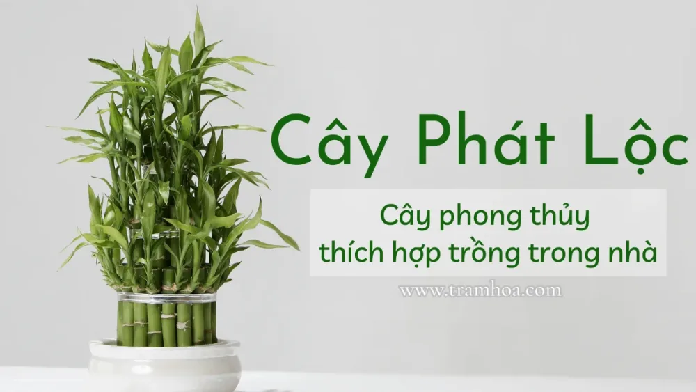 Cây phát lộc - cây phong thủy thích hợp trồng trong nhà