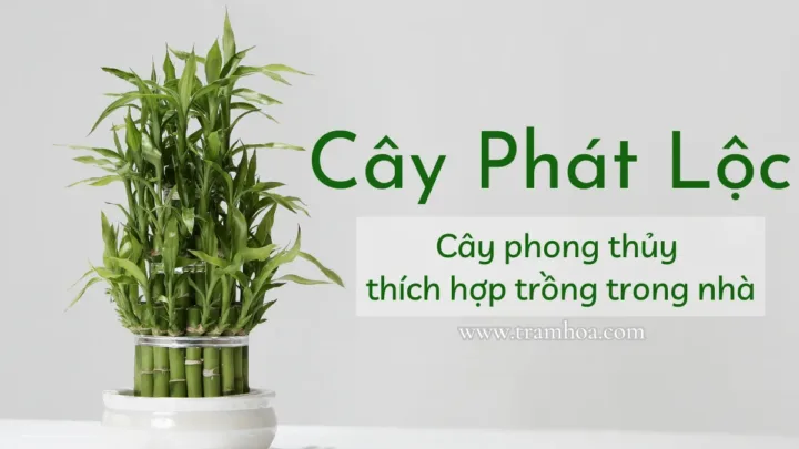 Cây phát lộc - cây phong thủy thích hợp trồng trong nhà