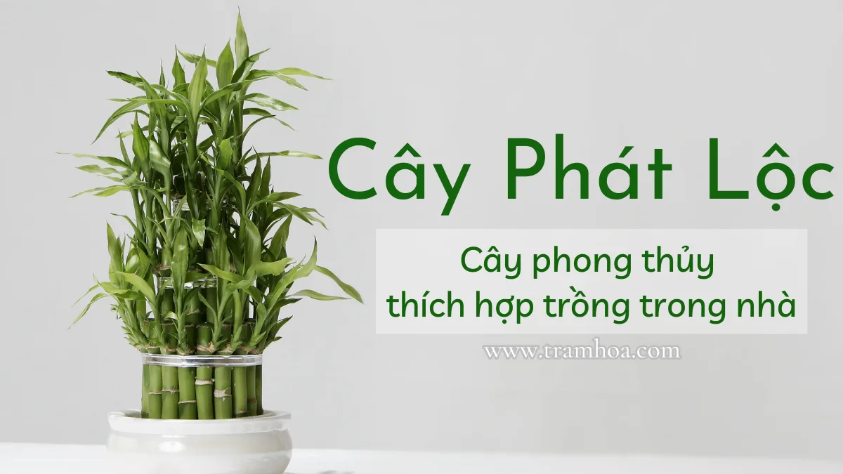 Cây phát lộc - cây phong thủy thích hợp trồng trong nhà