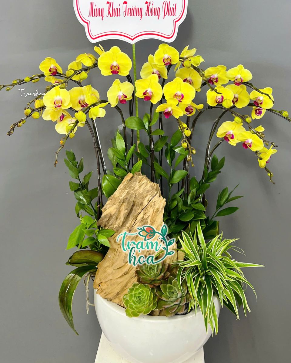 Chau lan ho diep vang mung khai truong sang trong Chậu lan hồ điệp vàng mừng khai trương sang trọng