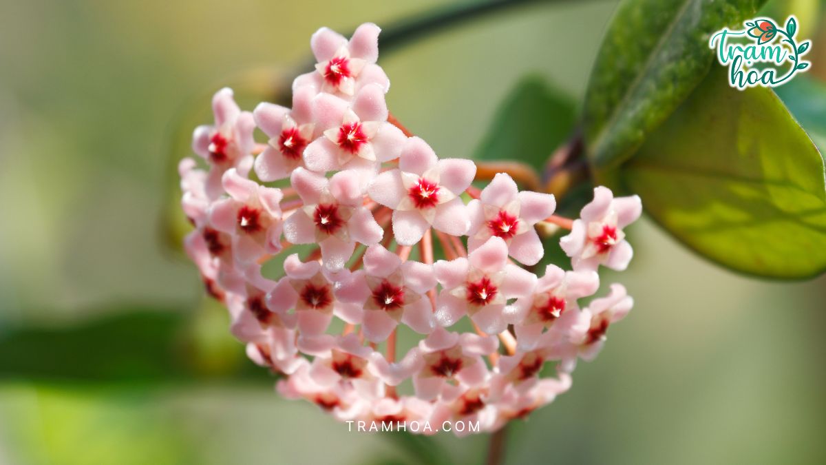 Chùm hoa cẩm cù màu trắng hồng hình ngôi sao