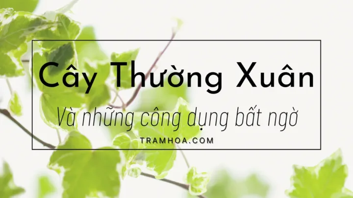 Công dụng bất ngờ của cây thường xuân
