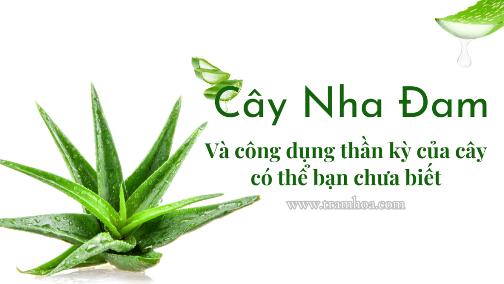 Công dụng thần kỳ của cây nha đam có thể bạn chưa biết