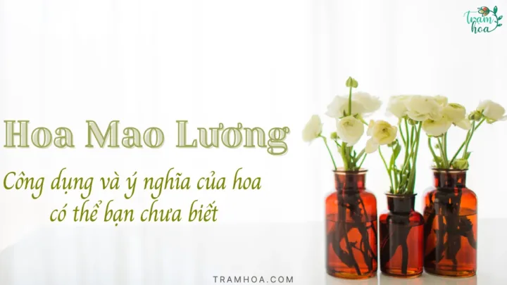 Công dụng và ý nghĩa của loài hoa mao lương có thể bạn chưa biết