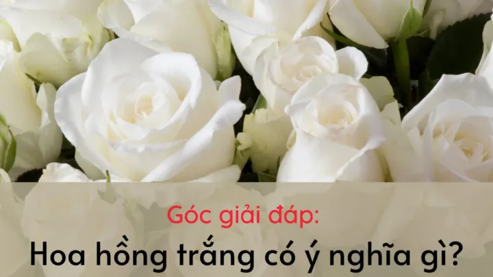 Góc giải đáp: Hoa hồng trắng có ý nghĩa gì?