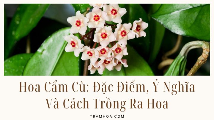 Hoa Cẩm Cù - Đặc Điểm, Ý Nghĩa Và Cách Trồng Ra Hoa