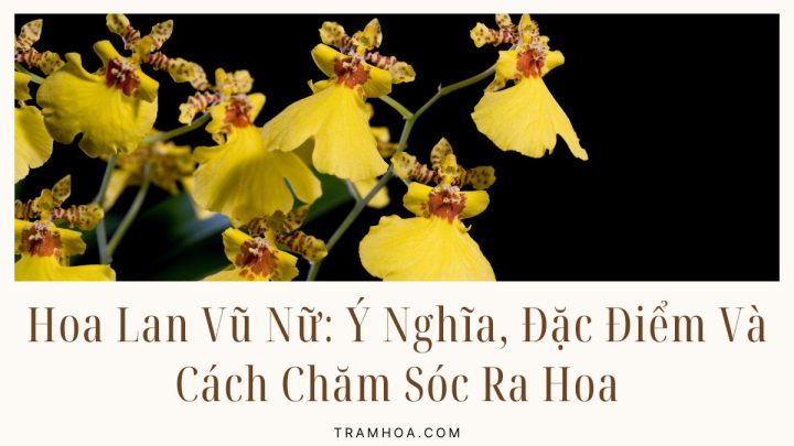Hoa Lan Vũ Nữ - Ý Nghĩa, Đặc Điểm Và Cách Chăm Sóc Ra Hoa