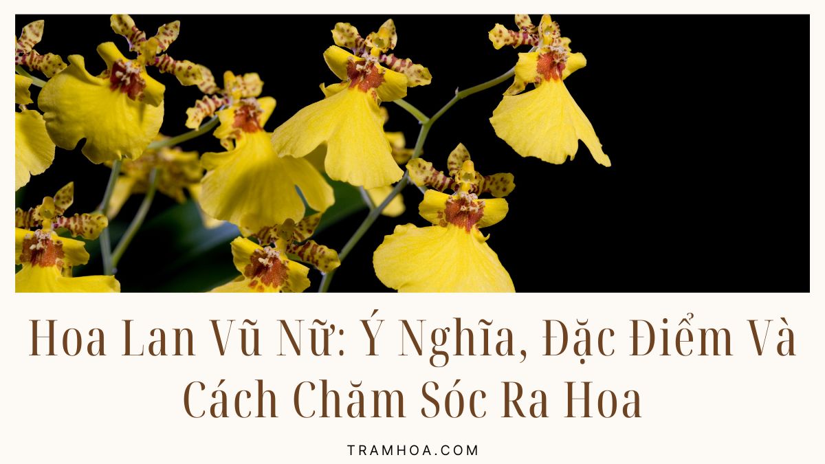 Hoa Lan Vũ Nữ - Ý Nghĩa, Đặc Điểm Và Cách Chăm Sóc Ra Hoa