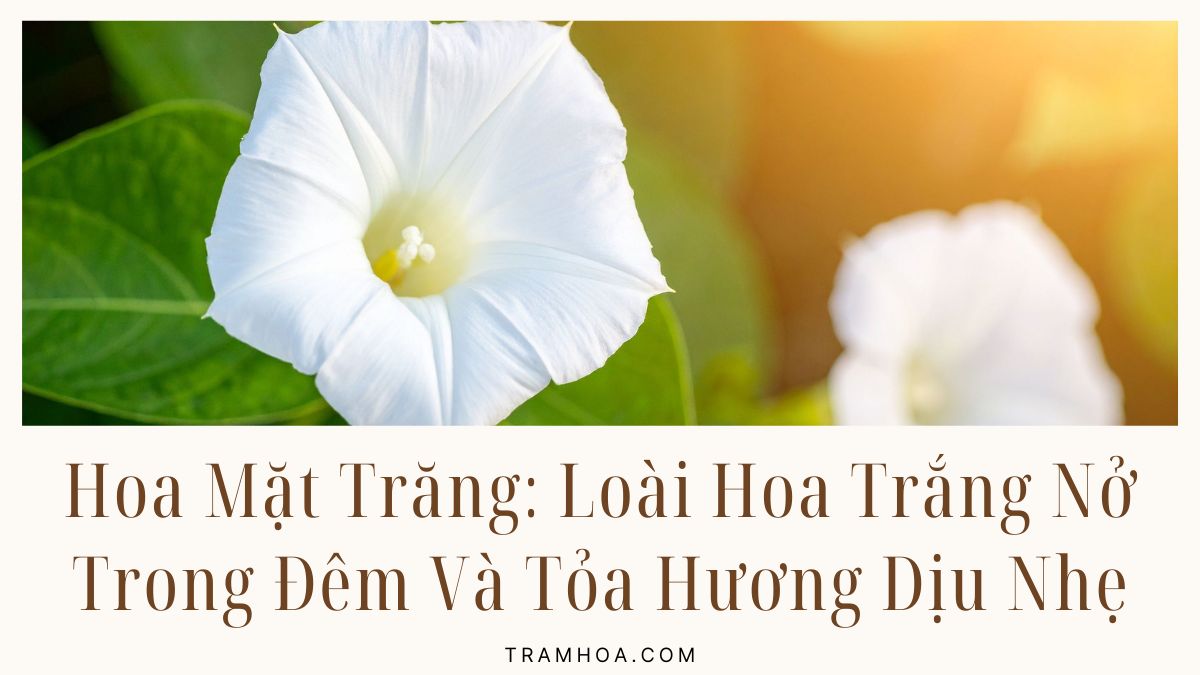 Hoa Mat Trang Loai Hoa Trang No Trong Dem Va Toa Huong Diu Nhe Hoa Mặt Trăng: Loài Hoa Trắng Nở Trong Đêm Và Tỏa Hương Dịu Nhẹ