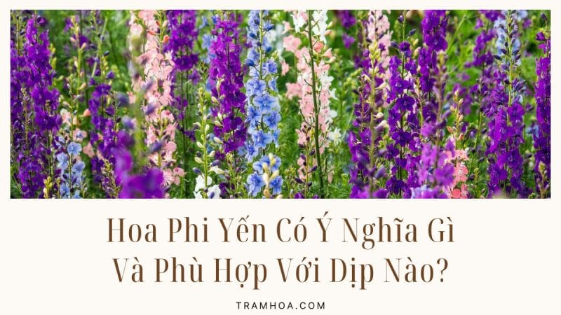 Hoa Phi Yến Có Ý Nghĩa Gì Và Phù Hợp Với Dịp Nào?