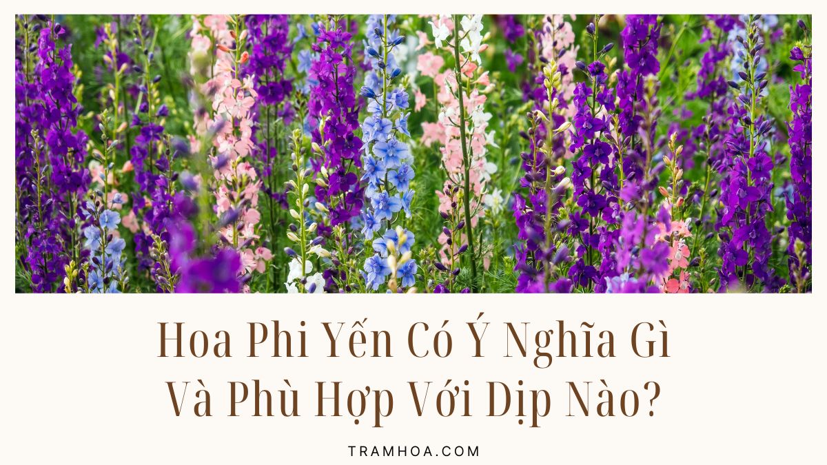 Hoa Phi Yen Co Y Nghia Gi Va Phu Hop Voi Dip Nao Hoa Phi Yến Có Ý Nghĩa Gì Và Phù Hợp Với Dịp Nào?