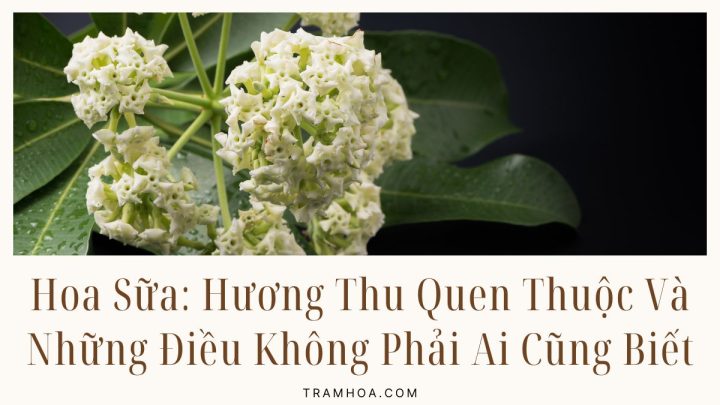 Hoa Sữa: Hương Thu Quen Thuộc Và Những Điều Không Phải Ai Cũng Biết