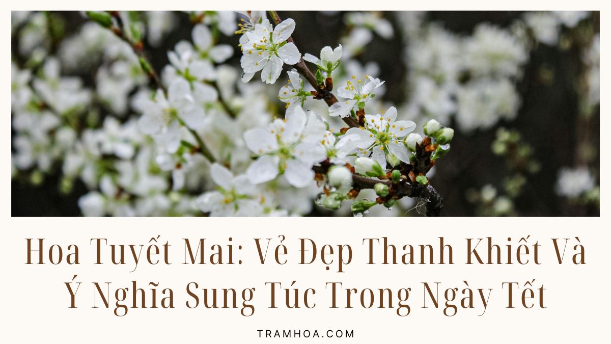Hoa Tuyet Mai Ve Dep Thanh Khiet Va Y Nghia Sung Tuc Trong Ngay Tet 1 Hoa Tuyet Mai Ve Dep Thanh Khiet Va Y Nghia Sung Tuc Trong Ngay Tet 1