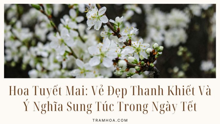 Hoa Tuyet Mai Ve Dep Thanh Khiet Va Y Nghia Sung Tuc Trong Ngay Tet
