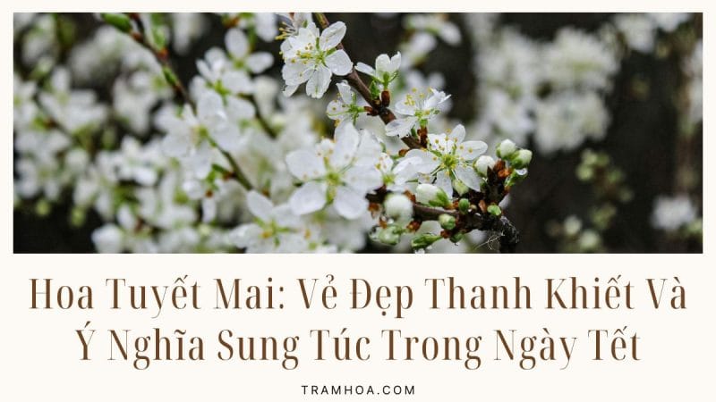 Hoa Tuyet Mai Ve Dep Thanh Khiet Va Y Nghia Sung Tuc Trong Ngay Tet