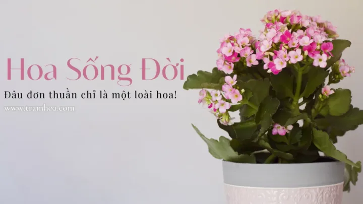 Hoa sống đời _ đâu đơn thuần chỉ là một loài hoa!