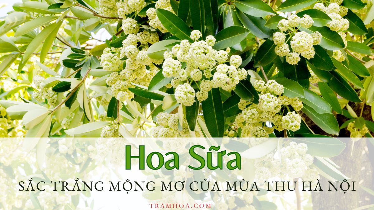 Hoa Sữa - Sắc trắng mộng mơ của mùa thu Hà Nội