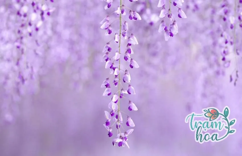 Hạt tử đằng có thể gây ngộ độc