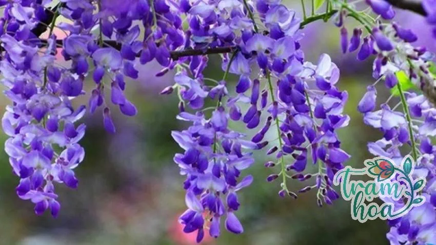 Cách chăm sóc hoa tử đằng