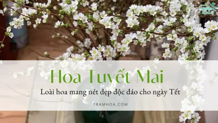 Hoa tuyết mai - Loài hoa mang nét đẹp độc đáo cho ngày Tết