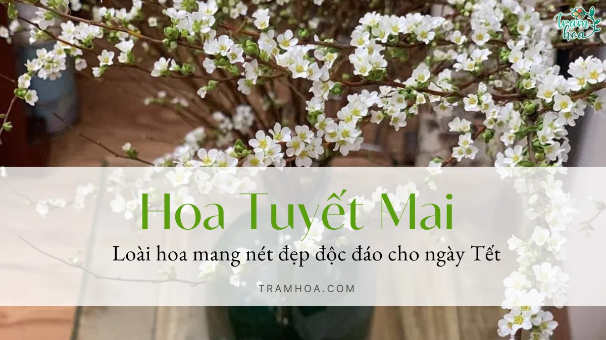 Hoa tuyet mai Loai hoa mang net dep doc dao cho ngay Tet png Hoa tuyết mai - Loài hoa mang nét đẹp độc đáo cho ngày Tết