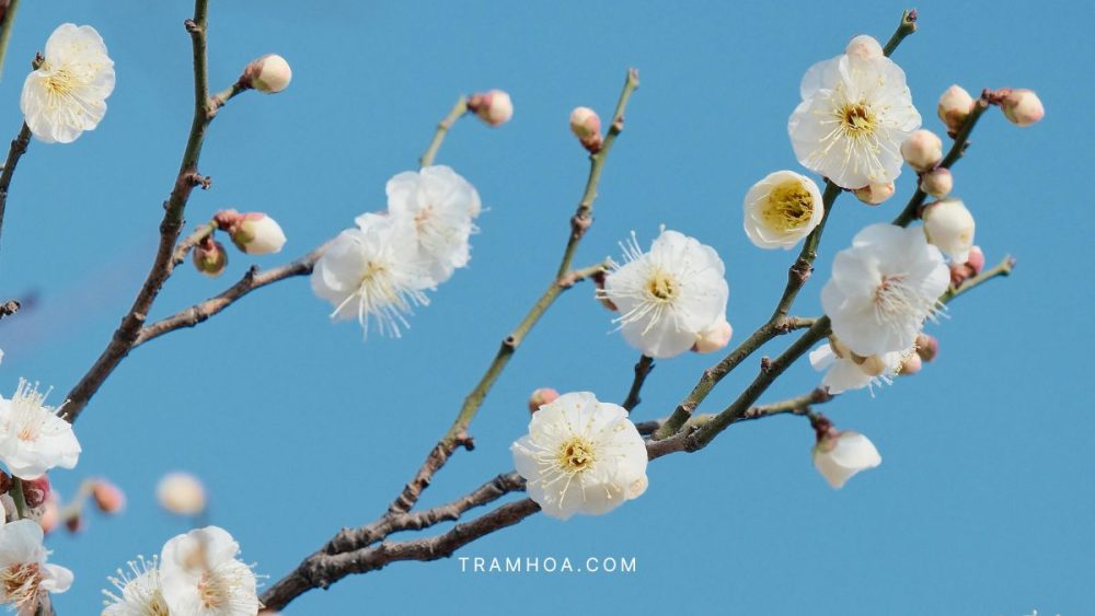 Hoa tuyet mai tuong trung cho su thanh khiet va sung tuc Hoa tuyết mai tượng trưng cho sự thanh khiết và sung túc