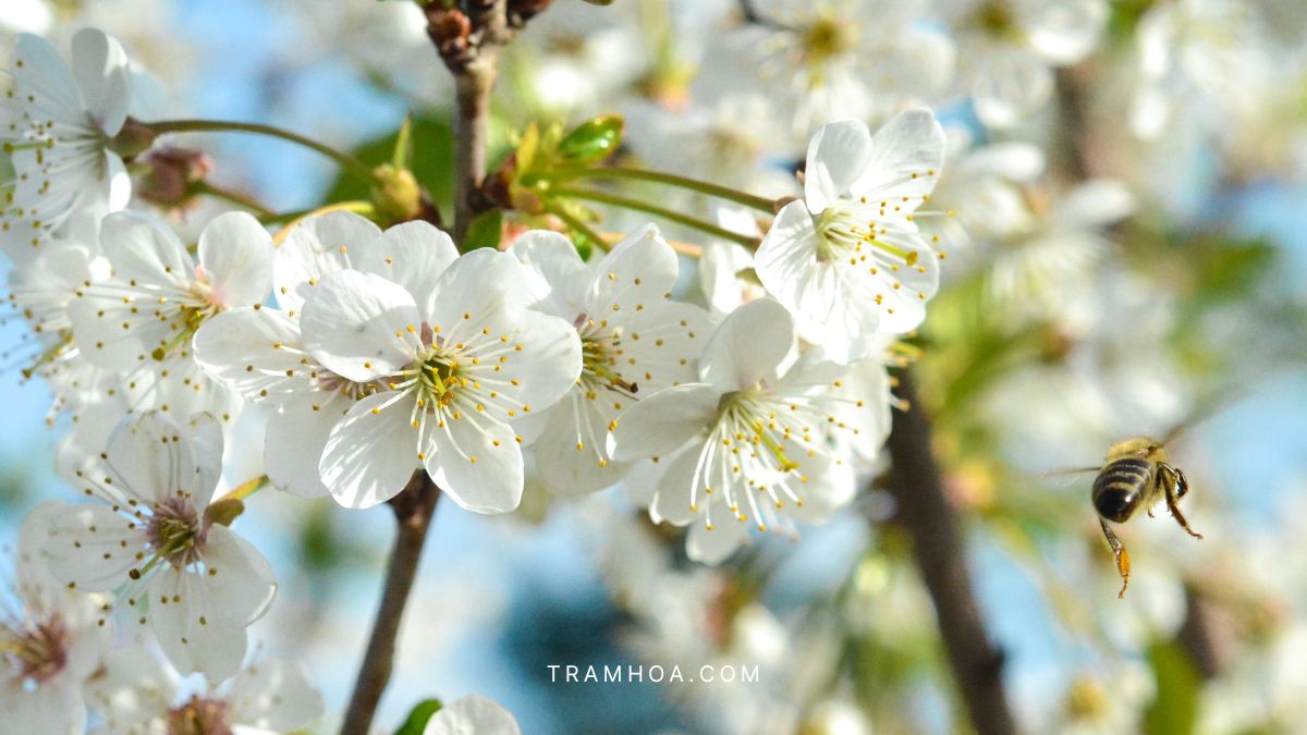 Khom tuyet mai trang no vao dau mua Khom tuyet mai trang no vao dau mua
