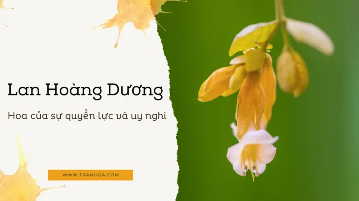 Lan hoàng dương: Hoa của sự quyền lực và uy nghi