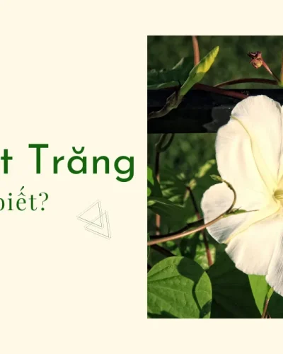 Lieu ban da biet hoa Mat Trang chua