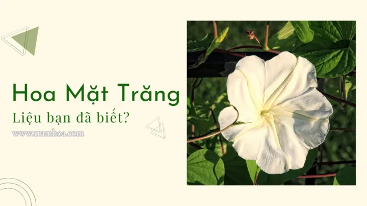 Liệu bạn đã biết hoa mặt trăng chưa?