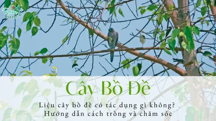 Liệu cây bồ đề có tác dụng gì không Hướng dẫn cách trồng và chăm sóc