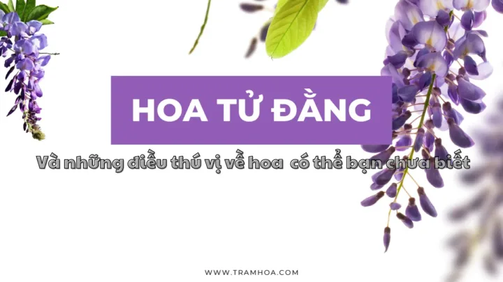 Những điều thú vị về hoa Tử Đằng có thể bạn chưa biết