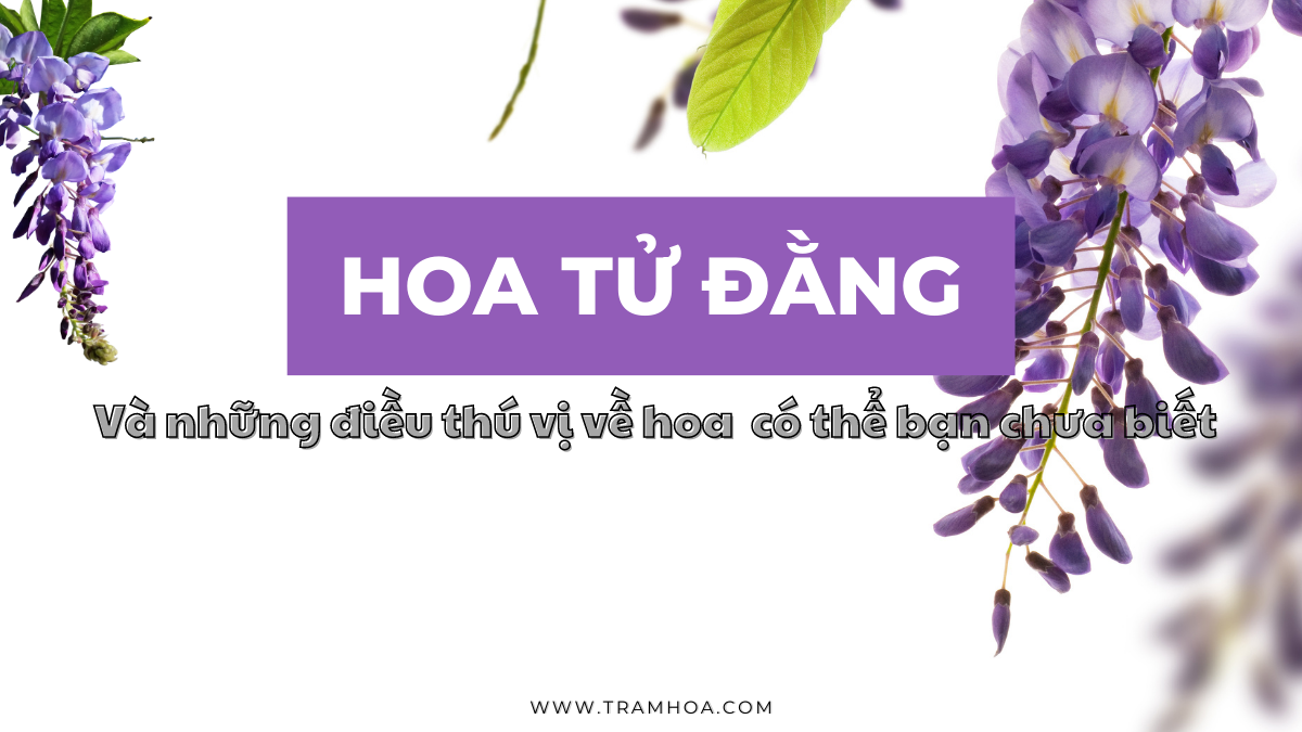 Hoa tử vi