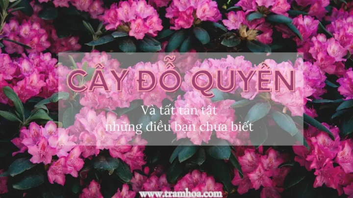 Tất tần tật những điều bạn chưa biết về cây đỗ quyên