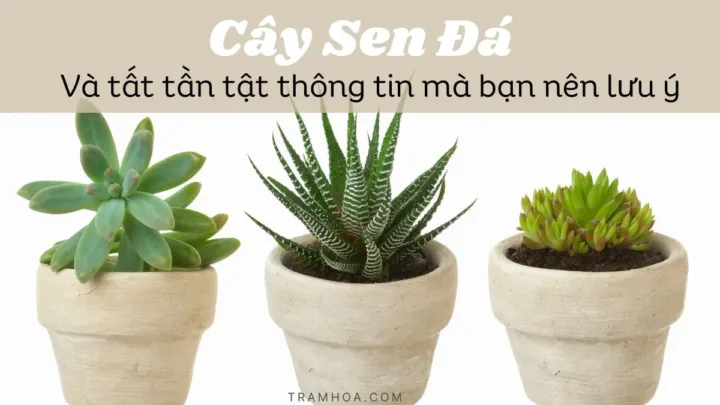 Tất Tần Tật Thông Tin Về Cây Sen Đá Mà Bạn Nên Lưu Ý