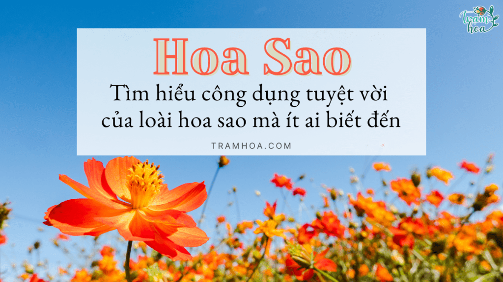 Tìm hiểu công dụng tuyệt vời của loài hoa sao mà ít ai biết đến