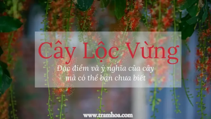 Tìm hiểu đặc điểm và ý nghĩa của cây lộc vừng mà có thể bạn chưa biết