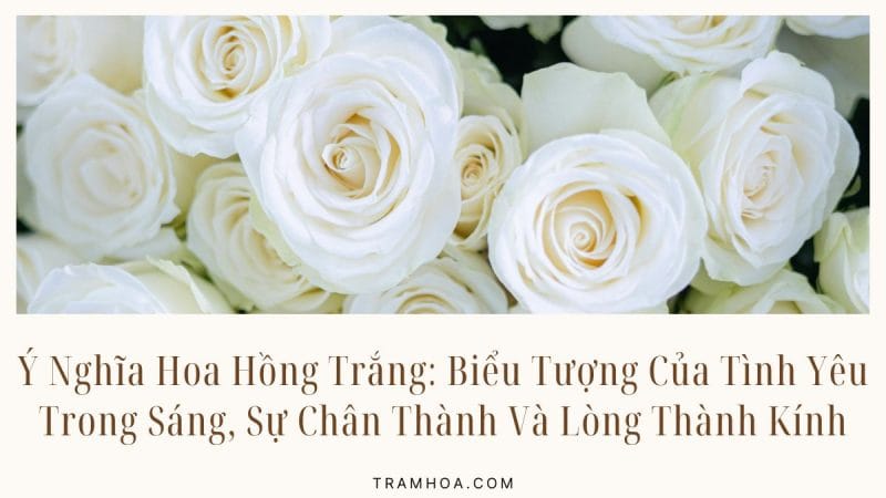 Ý Nghĩa Hoa Hồng Trắng: Biểu Tượng Của Tình Yêu Trong Sáng, Sự Chân Thành Và Lòng Thành Kính