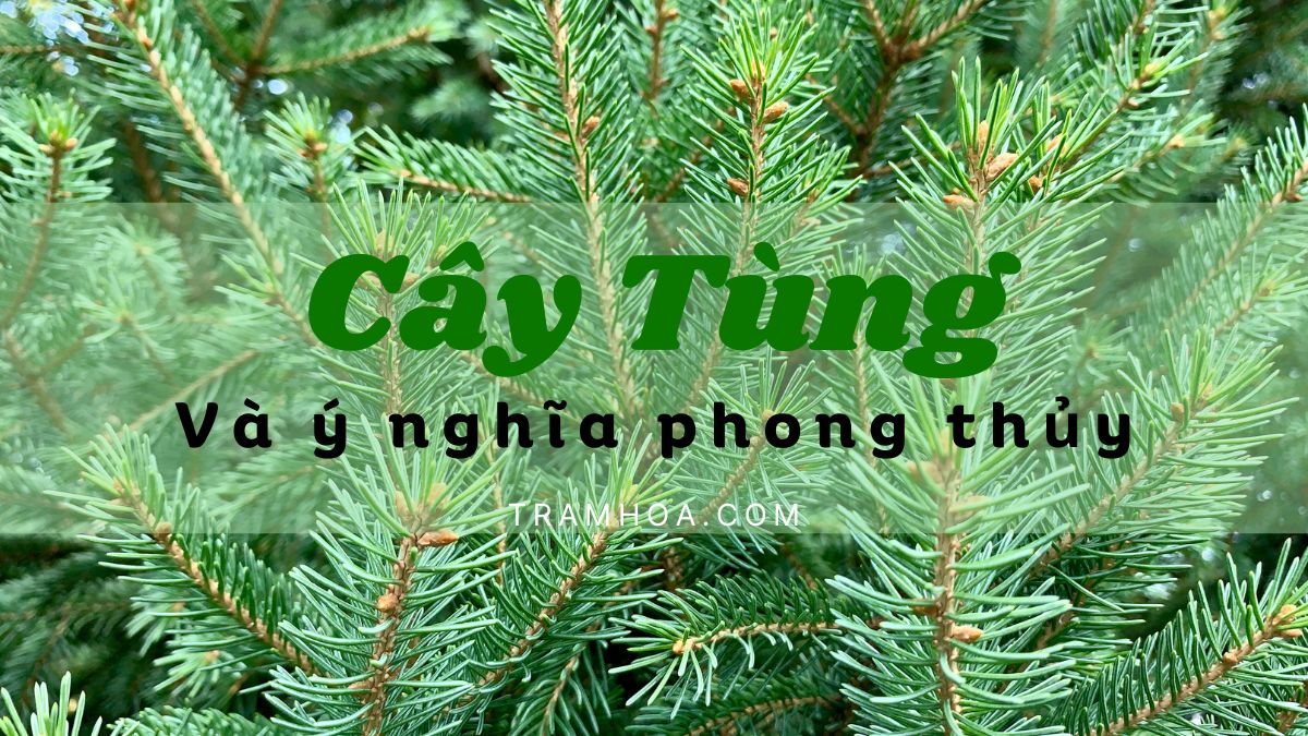 Ý nghĩa phong thủy của cây tùng