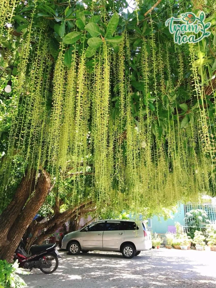 cay loc vung 1