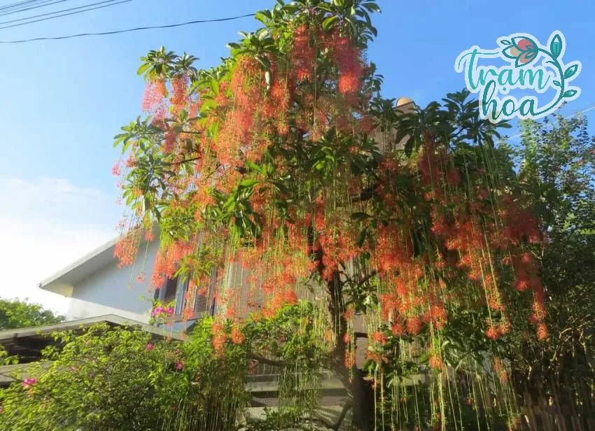 cay loc vung 2