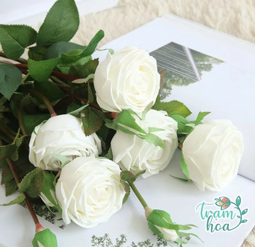 hoa hong trang co y nghia gi 1 hoa hong trang co y nghia gi 1
