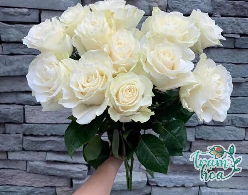 hoa hong trang co y nghia gi 2 hoa hong trang co y nghia gi 2