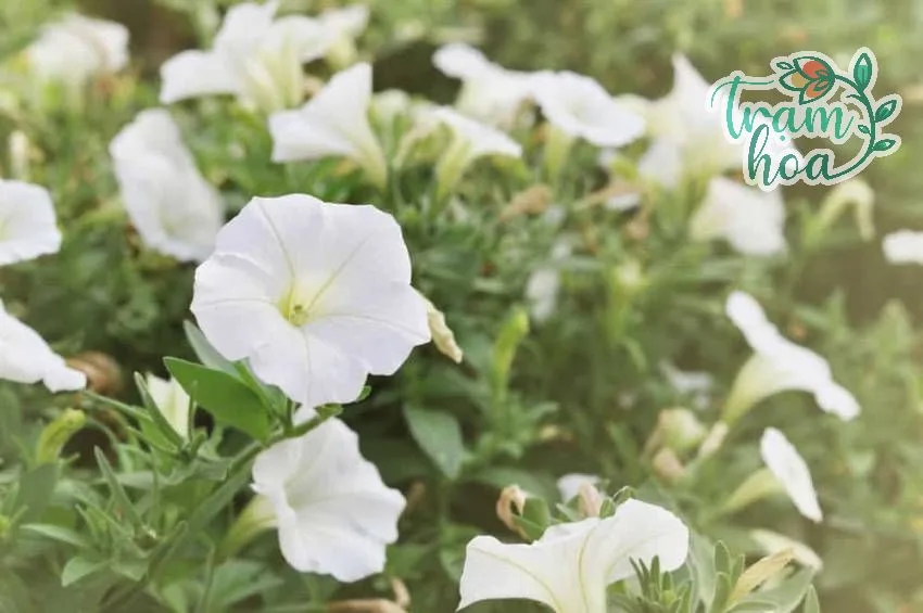 hoa mat trang 4 1 Hoa mặt trăng cần nhiều nắng để ra hoa