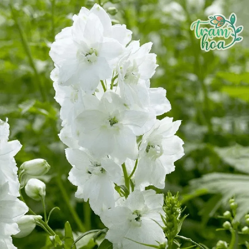 hoa phi yen trang 800x800 1 hoa phi yen trang 800x800 1