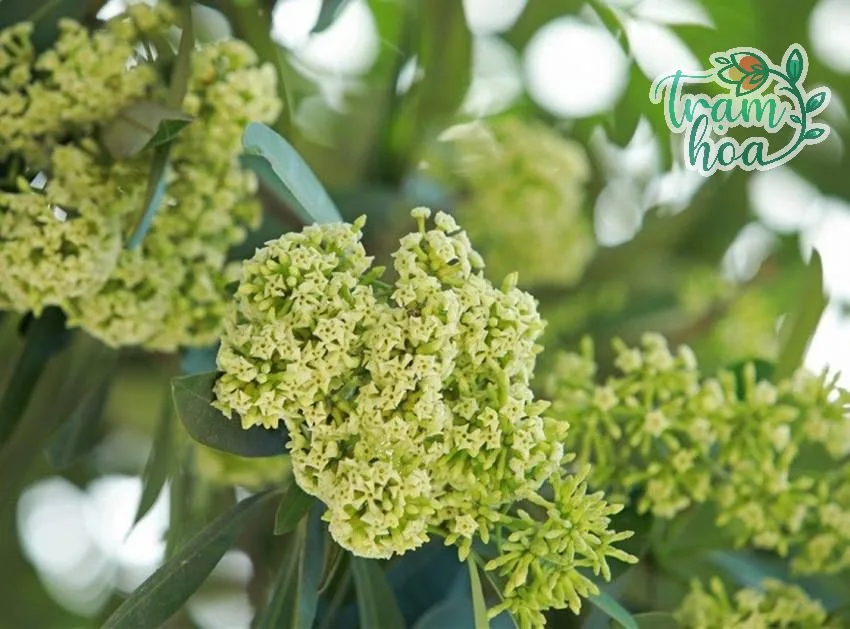 Hoa sữa không phù hợp làm hoa cắt cành
